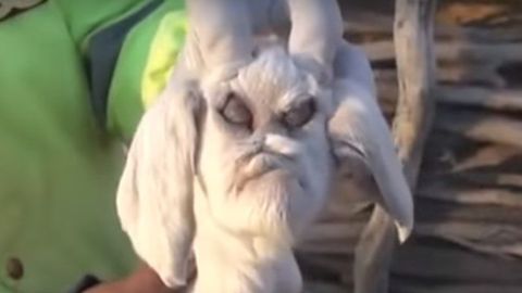 Видео: в Аргентине родился козел с демоническим лицом